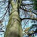 BucketList + Carve Name Into A Tree = ✓