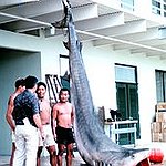 BucketList + Get In A Shark Cage = ✓