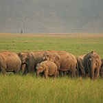 BucketList + Visit Jim Corbett National Park = ✓
