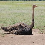 BucketList + Ride An Ostrich = ✓