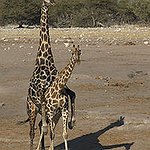 BucketList + Pet A Giraffe (Again) = ✓