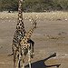 BucketList + Pet A Giraffe = ✓