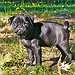 BucketList + Buy A Pug = ✓