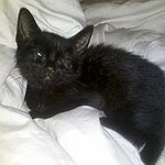 BucketList + Own A Black Kitten Named ... = ✓