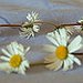 BucketList + Make A Daisy Chain = ✓