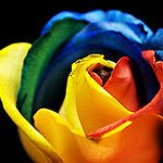 BucketList + Make A Rainbow Rose. = ✓