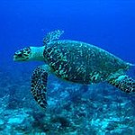 BucketList + Chase A Green Sea Turtle ... = ✓