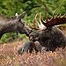 BucketList + Hunt Big Game = ✓