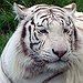 BucketList + See A White Tiger Up ... = ✓
