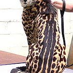 BucketList + Hold A Wild Cheetah Cub. = ✓