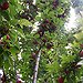 BucketList + Have Fruit Trees = ✓