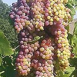 BucketList + Stomp Grapes For Wine = ✓