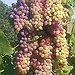 BucketList + Stomp Grapes For Wine = ✓