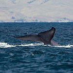 BucketList + See A Blue Whale = ✓