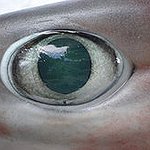 BucketList + Shark Dive! = ✓