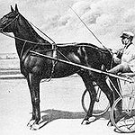 BucketList + Own A Standardbred Race Horse = ✓