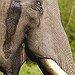 BucketList + Go Ride An Elephant = ✓