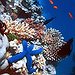 BucketList + Swim The Great Barrier Reef = ✓