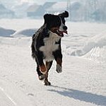 BucketList + Own A Bernese Mountain Dog = ✓