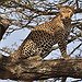 BucketList + Play With Leopard Cubs = Done!
