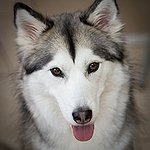 BucketList + Adopt A Puppy From An ... = ✓