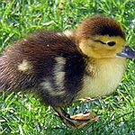 BucketList + Feed The Ducks = ✓