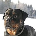 BucketList + Own A Rottweiler = ✓