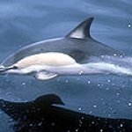 BucketList + See Wild Dolphins = ✓