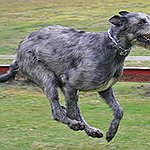 BucketList + Pet A Irish Wolfhound = ✓