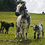 BucketList + Have 2 Goats As Pets = ✓