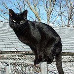 BucketList + I Wamt A Black Kitten = ✓