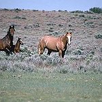 BucketList + Go See Wiled Horses = ✓