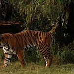 BucketList + Have A Tiger = ✓