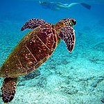 BucketList + Nadar Con Tortugas = ✓