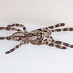 BucketList + Held A Tarantula = ✓