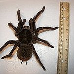 BucketList + Hold A Huge Spider = ✓