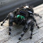 BucketList + Overcome The Fear Of Spiders = ✓