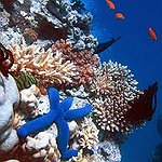 BucketList + See A Great Barrier Reef = ✓