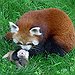 BucketList + See A Red Panda = ✓