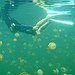 BucketList + Go Swimming In The Jellyfish ... = ✓
