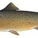 BucketList + See The Salmon Run = ✓