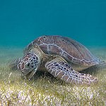 BucketList + Do Turtle Conservation = ✓