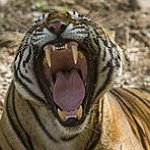 BucketList + Feed A Tiger = ✓