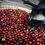 BucketList + Buy Kopi Luwak Coffee = ✓