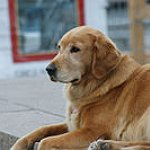 BucketList + Get A Dog Of My ... = ✓