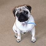 BucketList + Play With 20 Pug Puppies ... = ✓