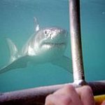 BucketList + Cage Dive With Great Whites ... = ✓