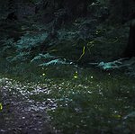 BucketList + See Fireflies. = ✓