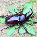BucketList + Eat Giant Beetles Like Indiana ... = ✓