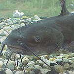 BucketList + Catch A 100Lb Catfish = ✓